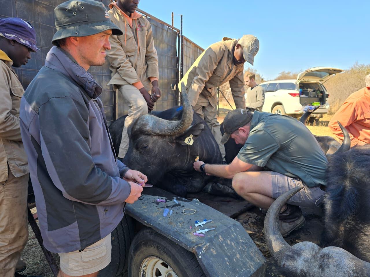 The game-capture team working with buffalo on a trailer in the field
