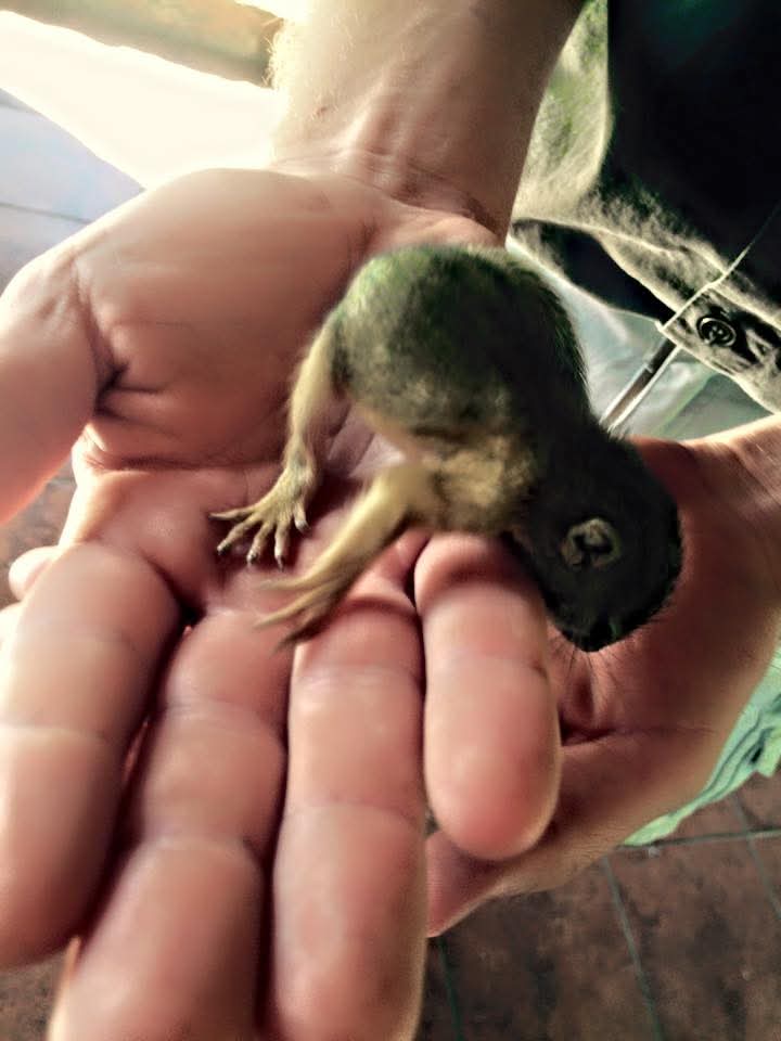 A small young animal resting across open hands