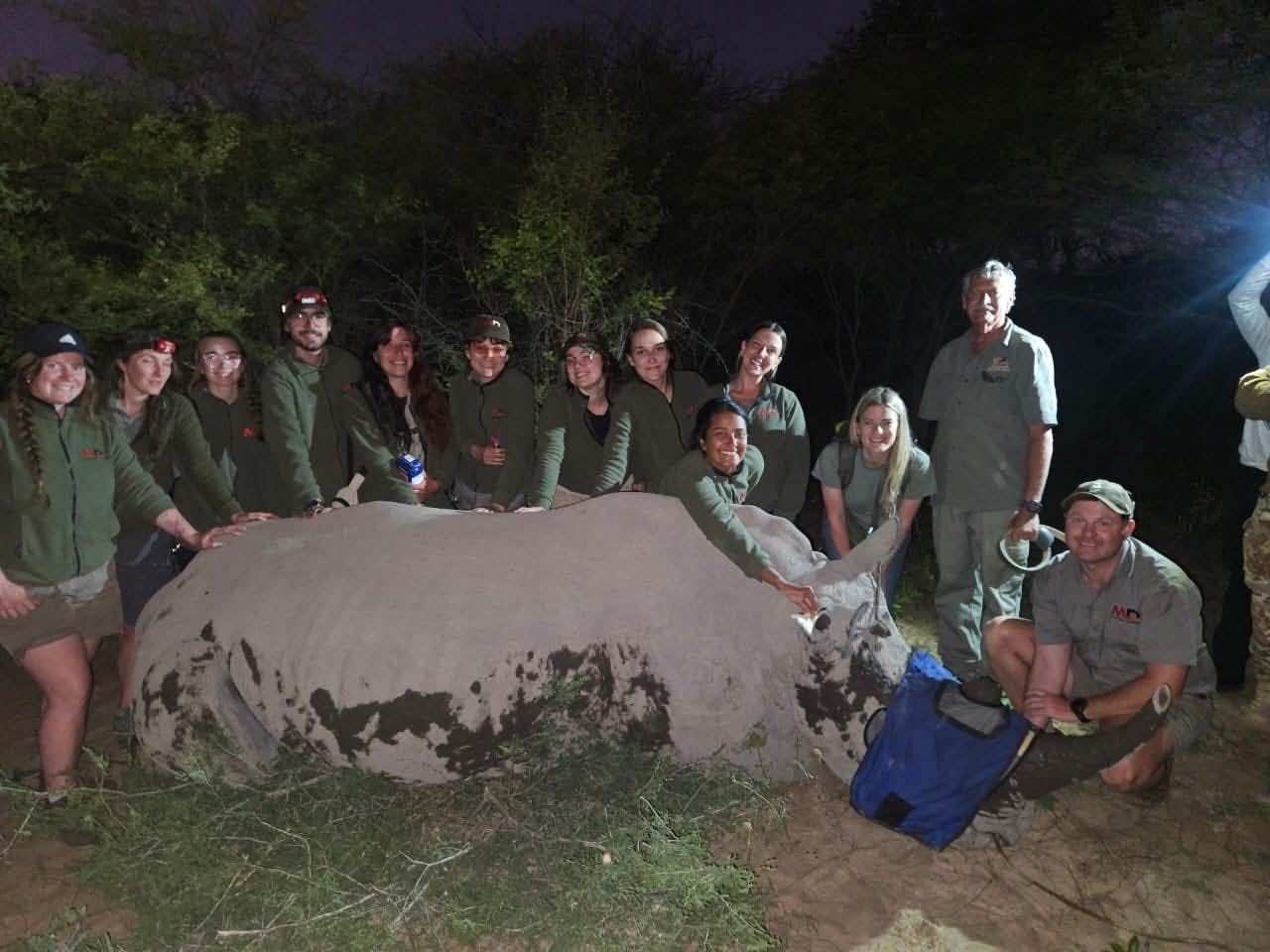 A wildlife team gathered beside a white rhino at night