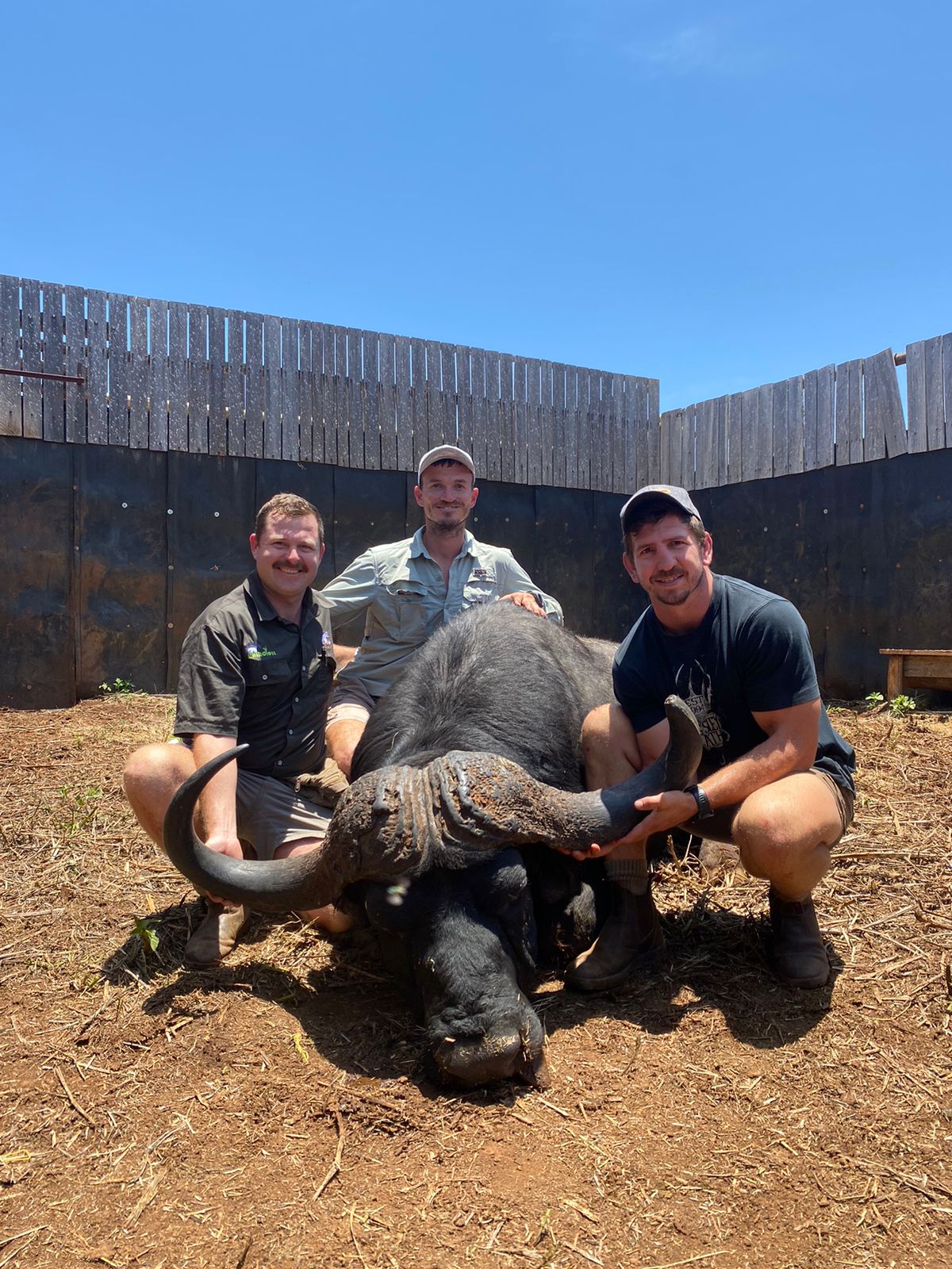 Angelo and Alwyn with a colleague beside a buffalo bull in the boma