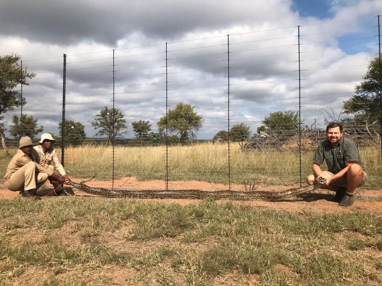 Angelo and two colleagues handling a long python across a grassy field