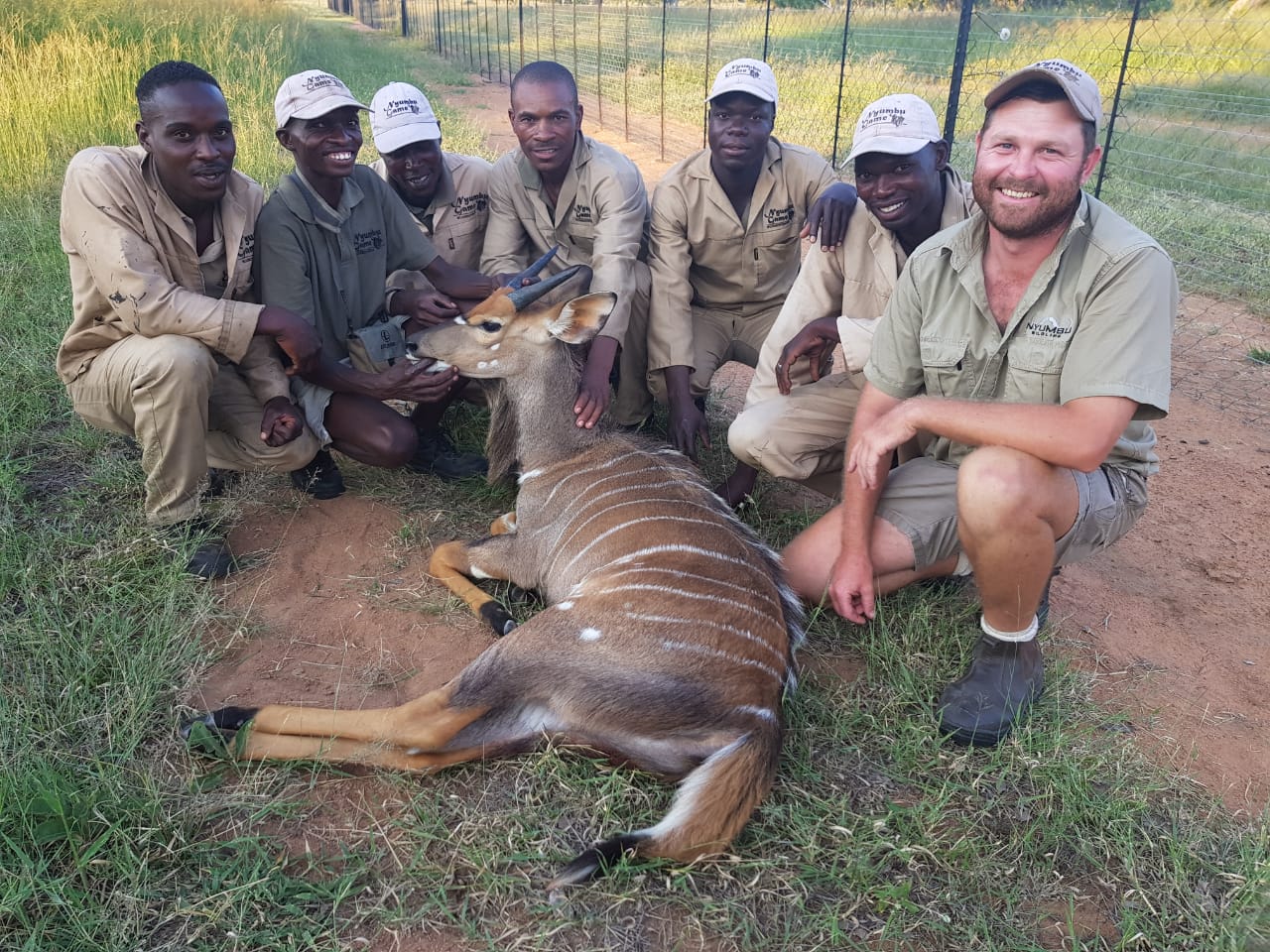 Angelo and the team crouched around a resting nyala in a green enclosure