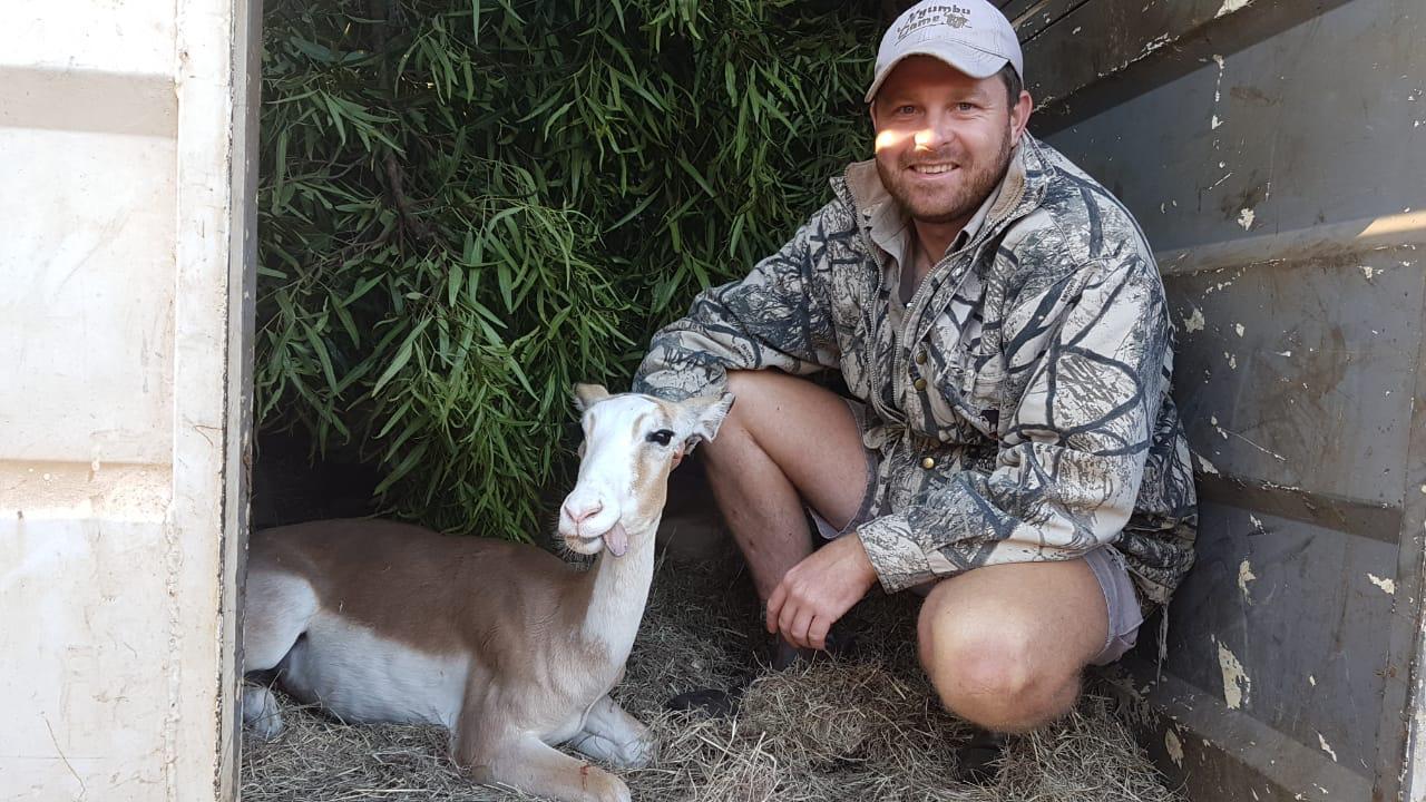 Angelo crouching beside a resting springbok in the shade of a capture crate