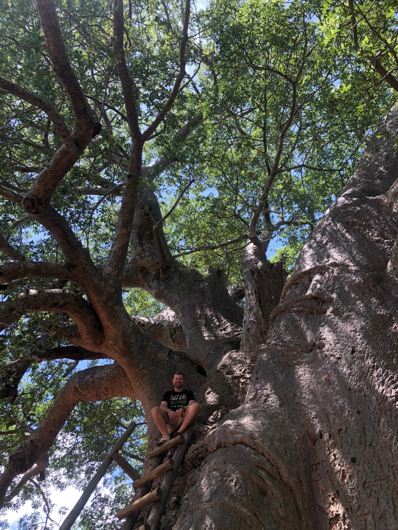 Angelo sitting on a wooden ladder resting in the branches of a great baobab