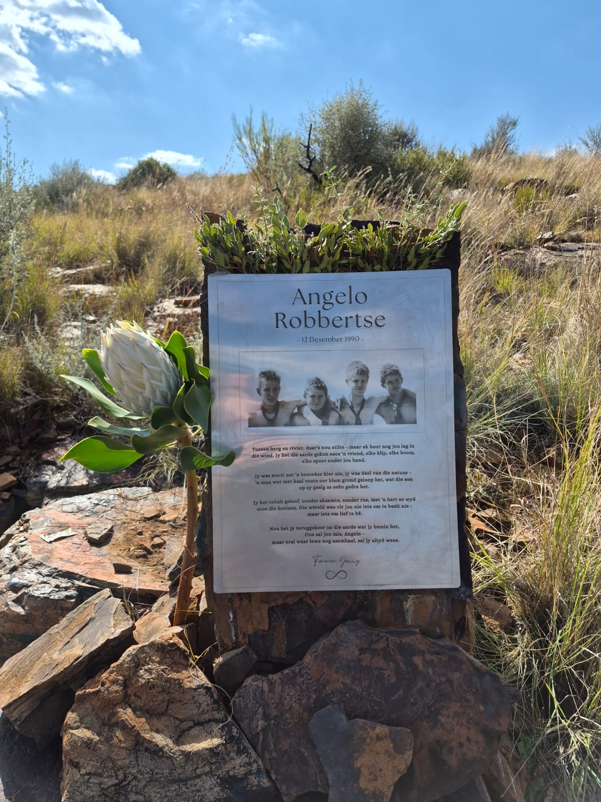 A memorial plaque for Angelo Robbertse set on stone in the veld, with a king protea beside it