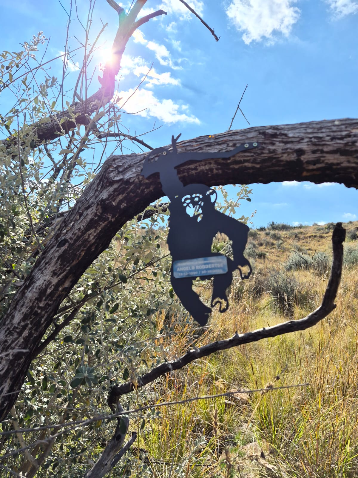 A metal monkey silhouette with Angelo's name plate hanging from a bare branch against a blue sky