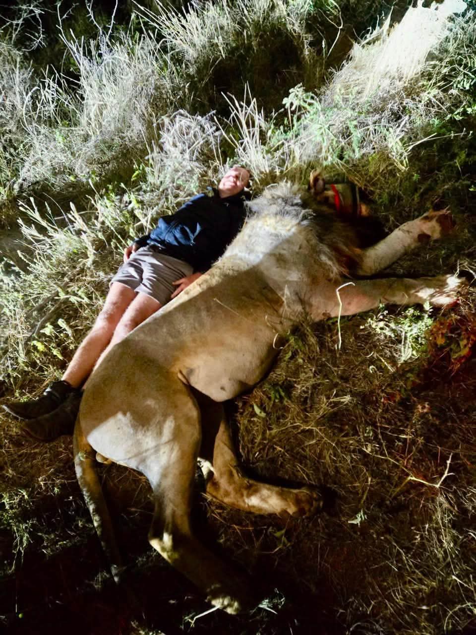 Angelo lying beside a sedated lion in the bush at night during a wildlife operation