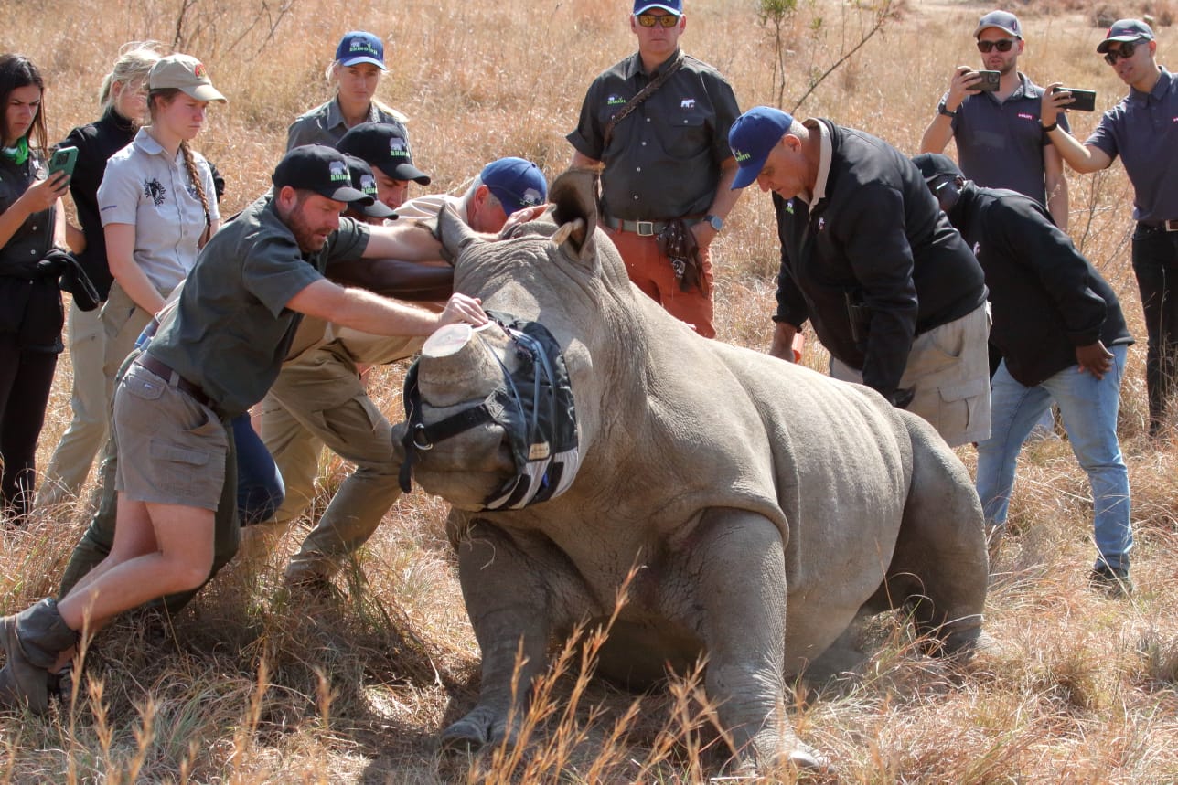 A team of wildlife workers steadying a sedated white rhino in the field