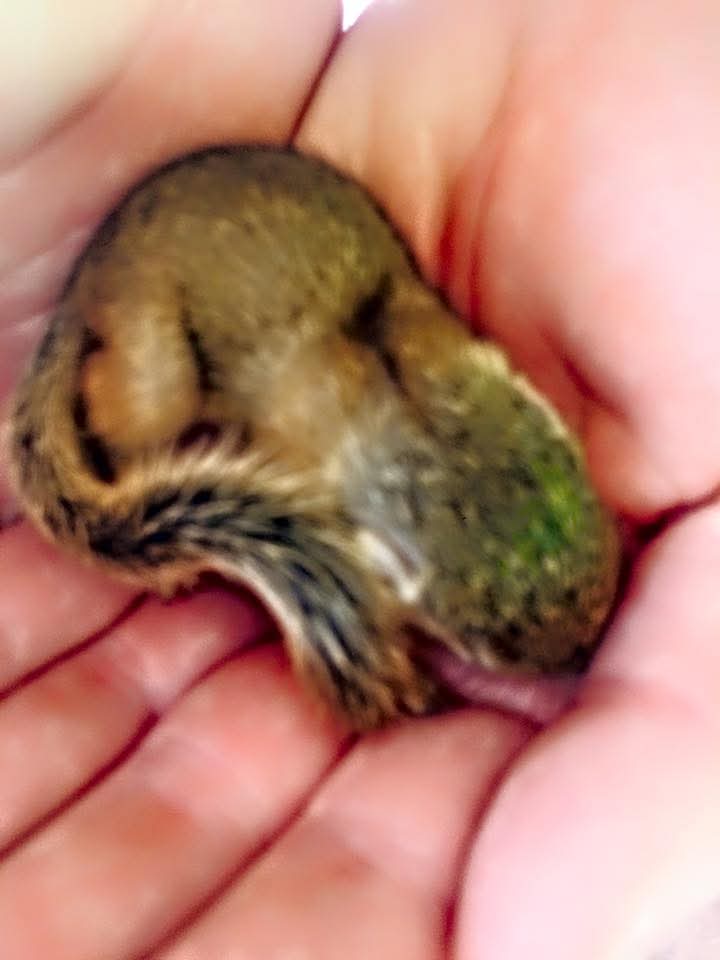 A tiny young animal curled up in cupped hands
