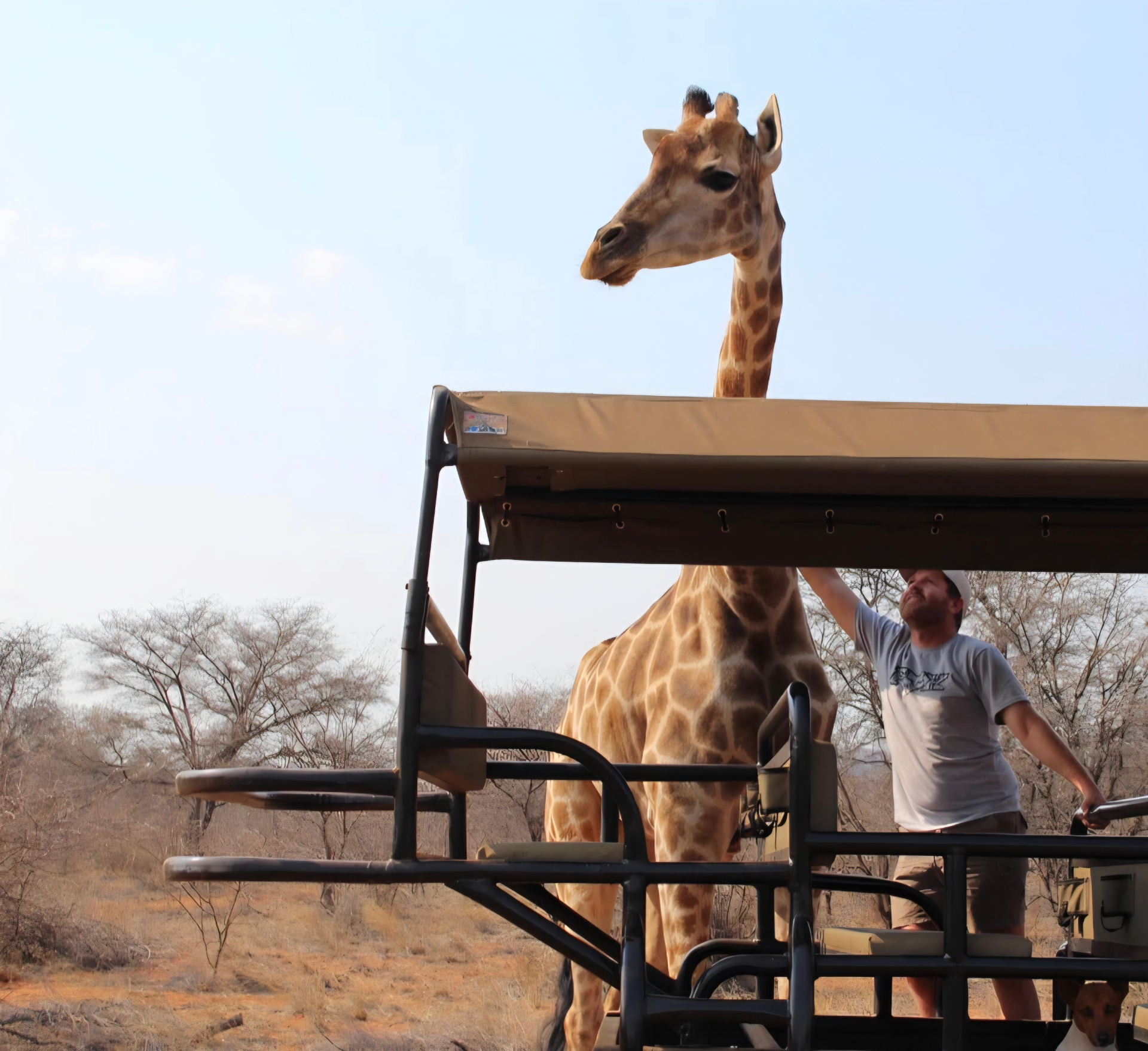 Angelo standing in an open game-viewer vehicle looking up as a tall giraffe rises alongside the canvas canopy