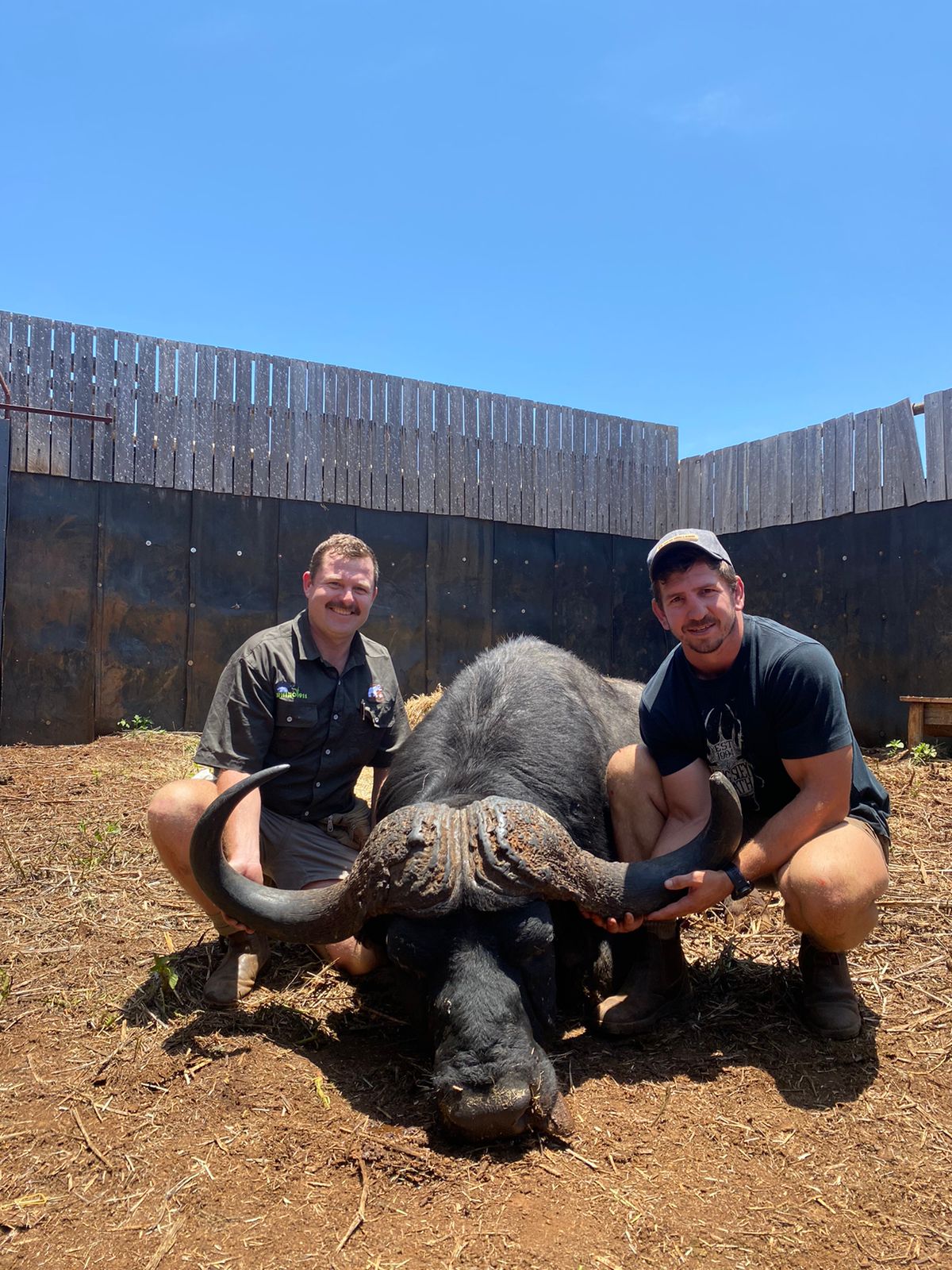 Angelo with Kwagga Smith, the South African Springbok rugby player, kneeling with a sedated buffalo inside a wooden boma