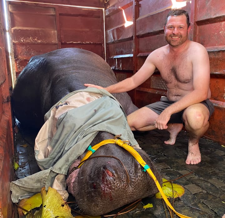 Angelo beside a sedated hippo being safely transported in a crate