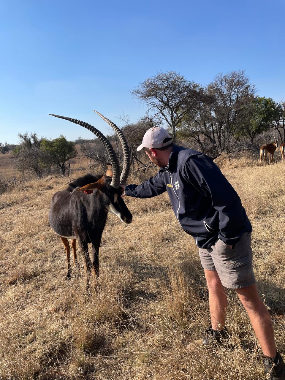 Angelo smiling as he gently pats a resting sable antelope in the shade