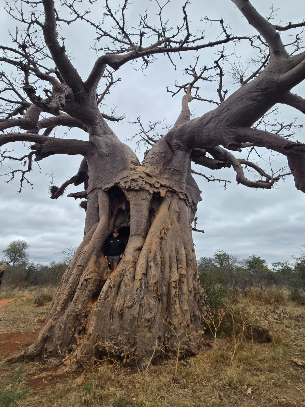 Angelo standing inside the hollow of a giant ancient baobab tree