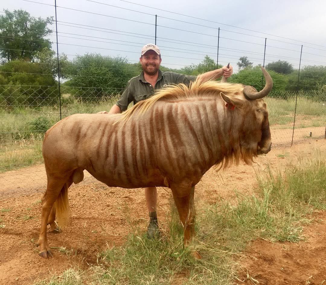 Angelo standing with a golden wildebeest in a game enclosure