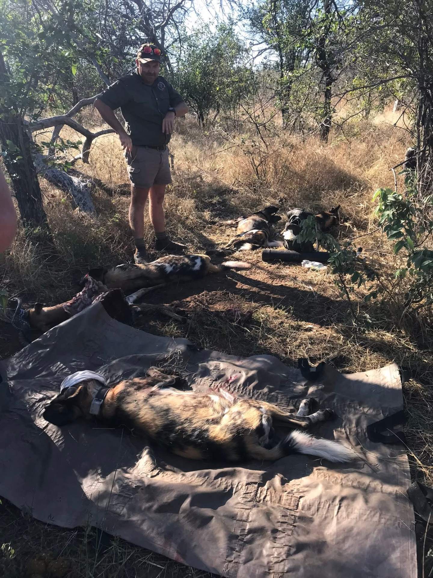 Angelo standing beside several African wild dogs lying on protective mats in the bush, with field equipment nearby