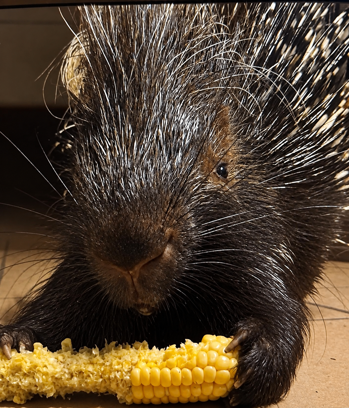 Close-up of a crested porcupine holding a cob of sweet corn in its front paws and eating