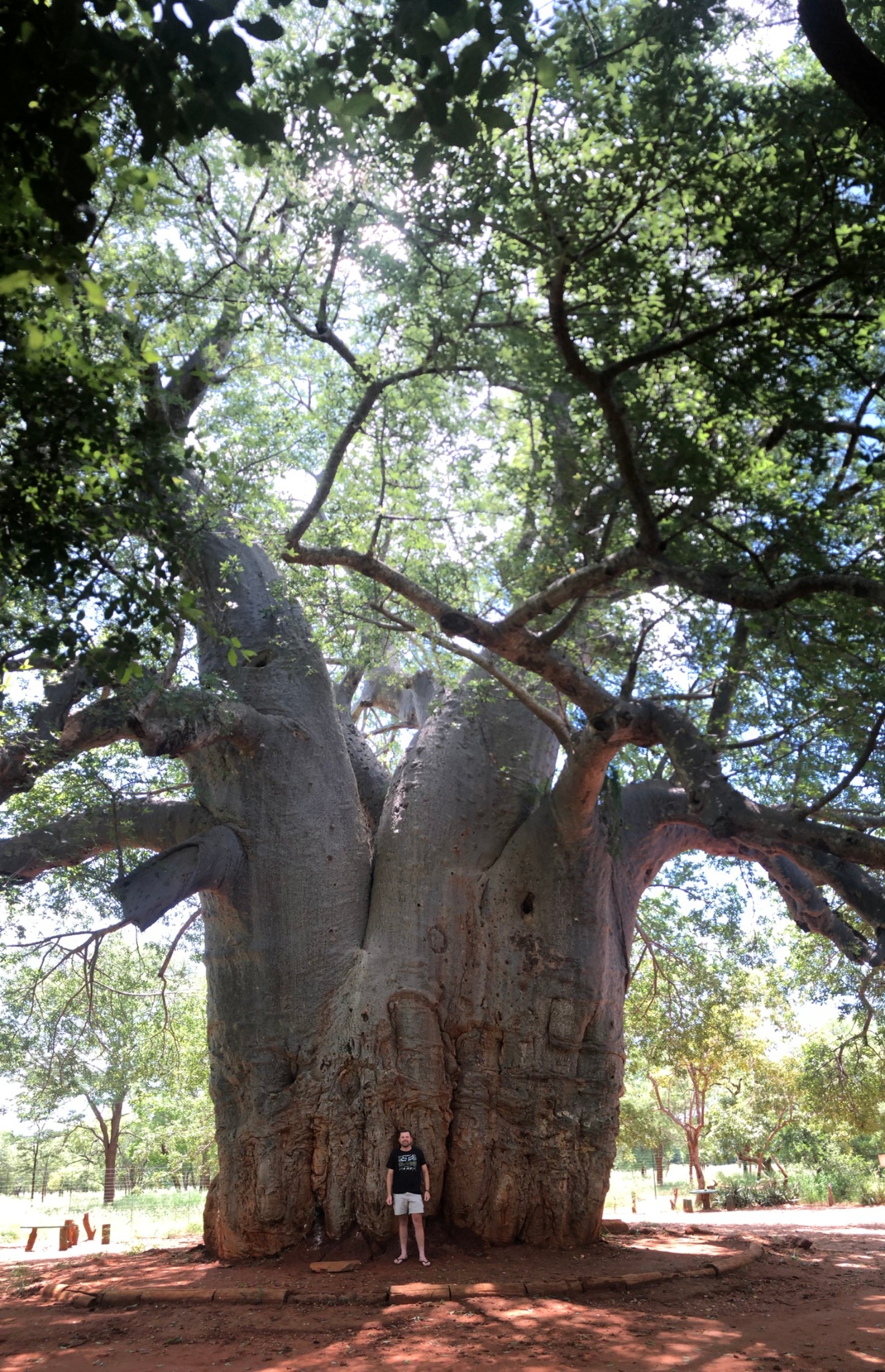 Angelo standing small beneath the vast canopy of a giant baobab tree